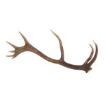 Antlers