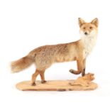 Taxidermy fox