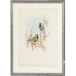 Old color lithograph with great tits
