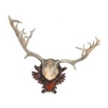 Antlers on a pierced wooden shield