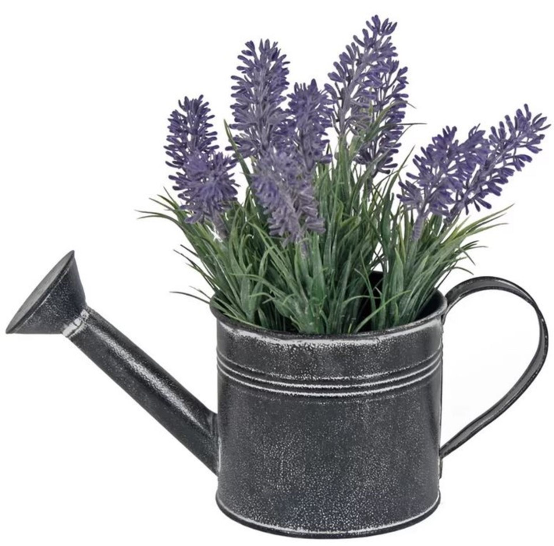 LAVENDER PLANT IN WATERING CAN