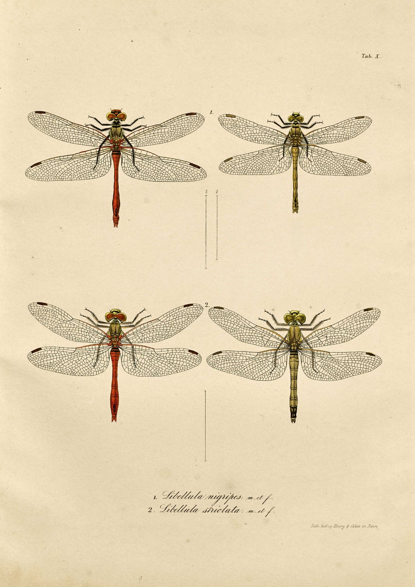 CHARPENTIER, TOUSSAINT DE: "Libellulinae Europaeae. Descriptae acdepictae". - Image 2 of 2