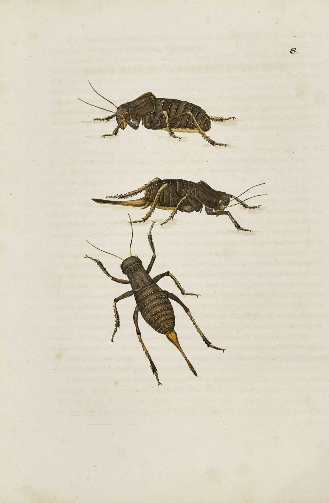 CHARPENTIER, TOUSSAINT DE: "Orthoptera. Descripta et Depicta". - Image 2 of 2