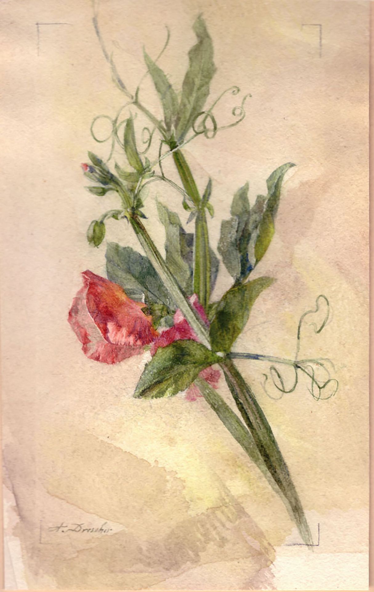 Arno Drescher (1882–1971): Blüten der Duft-Wicke