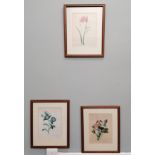 Three framed botanical prints.