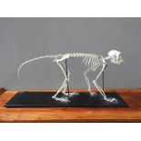 DETAILED NATURAL HISTORY MODEL SKELETON OF MONKEY WITH SILVERED SHOULDER (79cm long, 36cm tall, 21cm