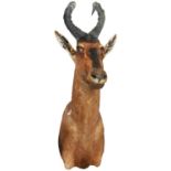 A RED HARTEBEEST HEAD SHOULDER-MOUNTED HEAD 20TH CENTURY 90 cm high