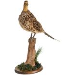 A TAXIDERMED HEN PHEASANT mounted on a naturalistic wood base and a cock pheasant 59 cm high max