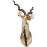 A KUDU HEAD 20TH CENTURY with large spiral horns, it?s head slightly askance 150 cm high