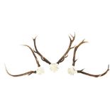 A PAIR OF SKULL CAP RED DEER ANTLERS  20TH CENTURY and two other pairs 70 cm high