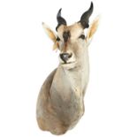 A LARGE ELAND HEAD WITH STRAIGHT SPIRAL HORNS 20TH CENTURY 140 cm high