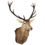 A STAGS HEAD WITH TWELVE POINTED ANTLERS mounted on an oak shield shaped back board, 20th century