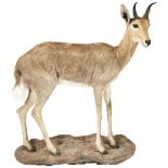 A FULLY TAXIDERMED MOUNTAIN REEDBUCK 20TH CENTURY mounted on a flat-backed naturalistic base for