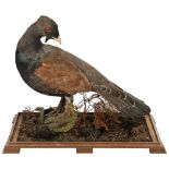 A CAPERCAILLIE MOUNTED ON A NATURALISTIC BASE 20TH CENTURY in a glass case 66 cm high x 52 cm wide x