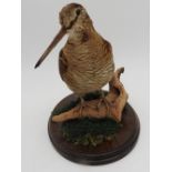 A COMMON SNIPE mounted on a piece of driftwood on an oak oval base 15 cm high