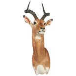 AN IMPALA SHOULDER MOUNT HEAD with curved horns 75 cm high