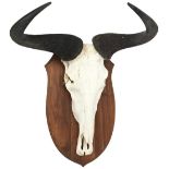 A WILDEBEEST SKULL AND HORNS 20TH CENTURY mounted on shield-shaped back board and two others (3)
