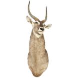 A LARGE WATERBUCK HEAD 20TH CENTURY with long curved horns 165 cm high