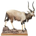A FULLY TAXIDERMED SITATUNGA 20TH CENTURY mounted on a naturalistic rocky base 190 cm long x 165