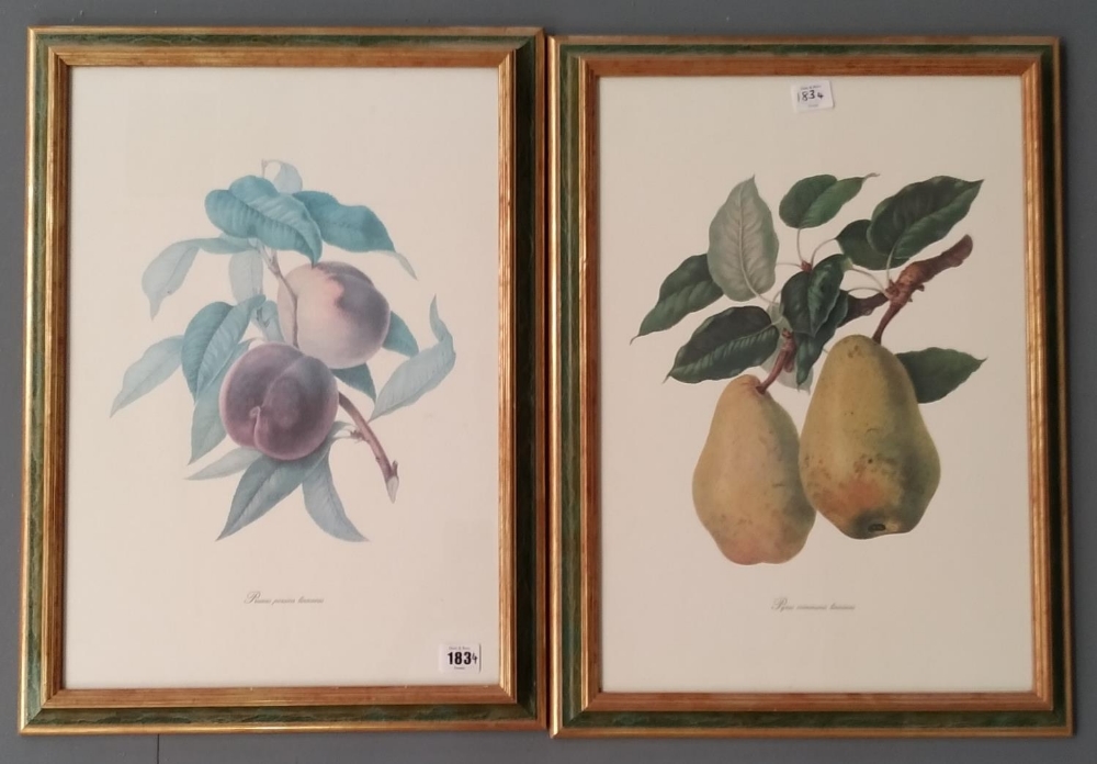 A PAIR OF BOTANICAL PRINTS OF FRUIT, 20TH CENTURY 64 cm x 42 cm (frame) and A EARLY 20TH CENTURY OIL