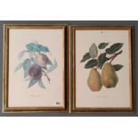 A PAIR OF BOTANICAL PRINTS OF FRUIT, 20TH CENTURY 64 cm x 42 cm (frame) and A EARLY 20TH CENTURY OIL