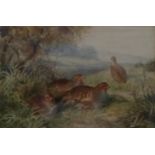 ATTRIBUTED JAMES STINTON (BRITISH 1870-1961) 'PARTRIDGES IN A LANDSCAPE' signed lower left,