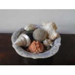 A COLLECTION OF SEA SHELLS IN A BLUE AND WHITE GLAZED WASH BOWL