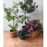 TWO TERRACOTTA GARDEN PLANTERS AND GLAZED PLANTER,  planted with hydrangea, oak sapling, hebe and