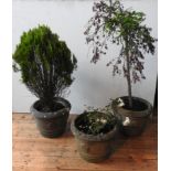 THREE TUDOR ROSE DECORATED TAPERED CIRCULAR GARDEN PLANTERS, planted with roses and conifer