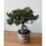 A FICUS GINSENG MICROCARPA BONSAI IN A BLUE AND WHITE GLAZED ORIENTAL JARDINERE