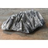 FOSSILIZED RAZOR CLAM SHELLS SET IN ROCK FRAGMENT, 44 cm across