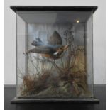 A 19TH CENTURY TAXIDERMY KINGFISHER IN GLASS CASE