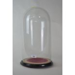 Glass dome display case H46cm approx