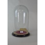 Glass dome display case. H43cm approx.