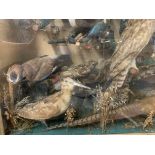 Taxidermy display of numerous British Birds approx 40 plus hidden rodent Owl and king fisher W106.5