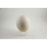 Carved Ostrich egg with Egyptian scenes H17cm