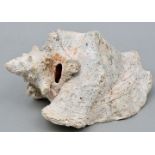Meeresschnecke / Sea shell