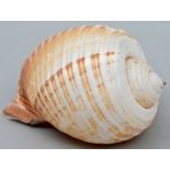 Meeresschnecke / Shell