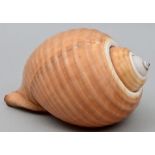 Meeresschnecke / Shell