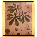 Schulwandkarte/ Lehrtafel/ hanging scroll