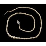 A single strand of cultured pearls