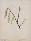 Emily Stackhouse (British 1811-1870) , A set of eleven floral studies