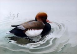 Berrisford Hill (British 1930-), Red-crested pochard