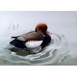 Berrisford Hill (British 1930-), Red-crested pochard