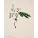Emily Stackhouse (British 1811-1870), A set of eleven flower studies