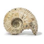 A FOSSILISED AMMONITE