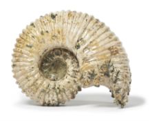 A FOSSILISED AMMONITE