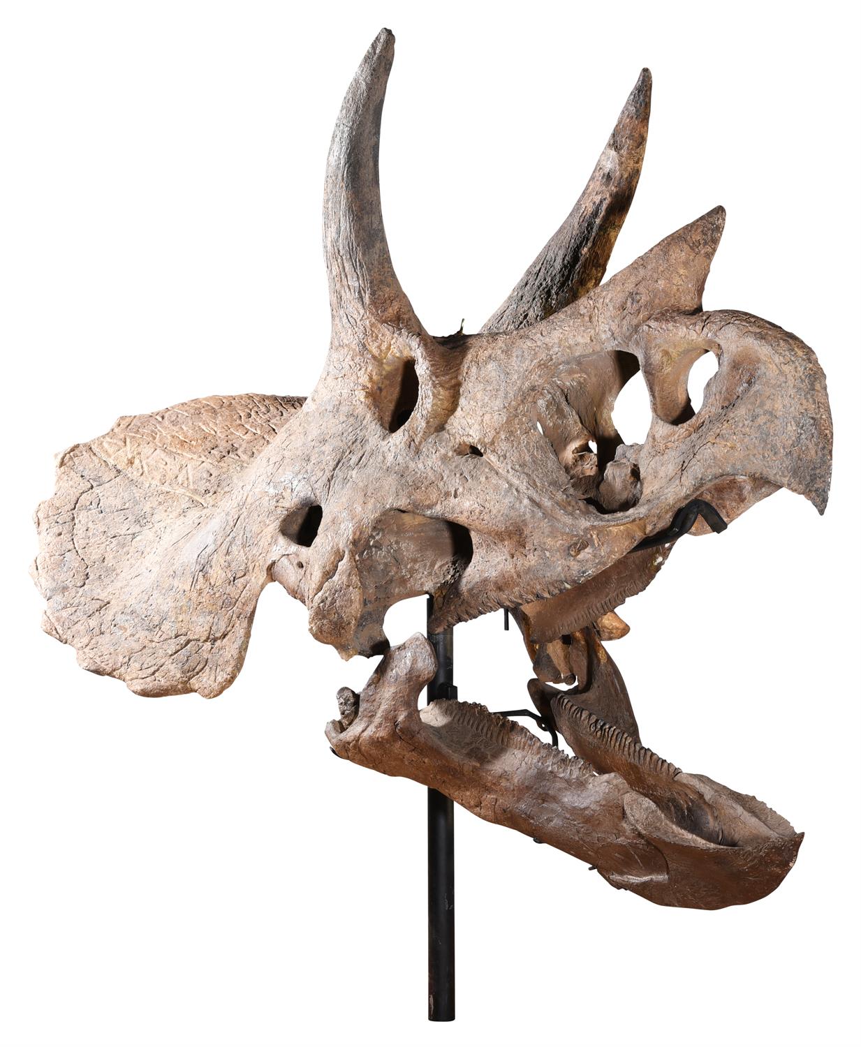 THE SKULL OF A TRICERATOPS, HELL CREEK FORMATION - Image 4 of 12