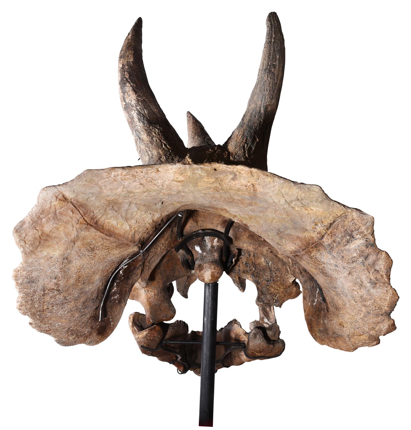 THE SKULL OF A TRICERATOPS, HELL CREEK FORMATION - Image 11 of 12