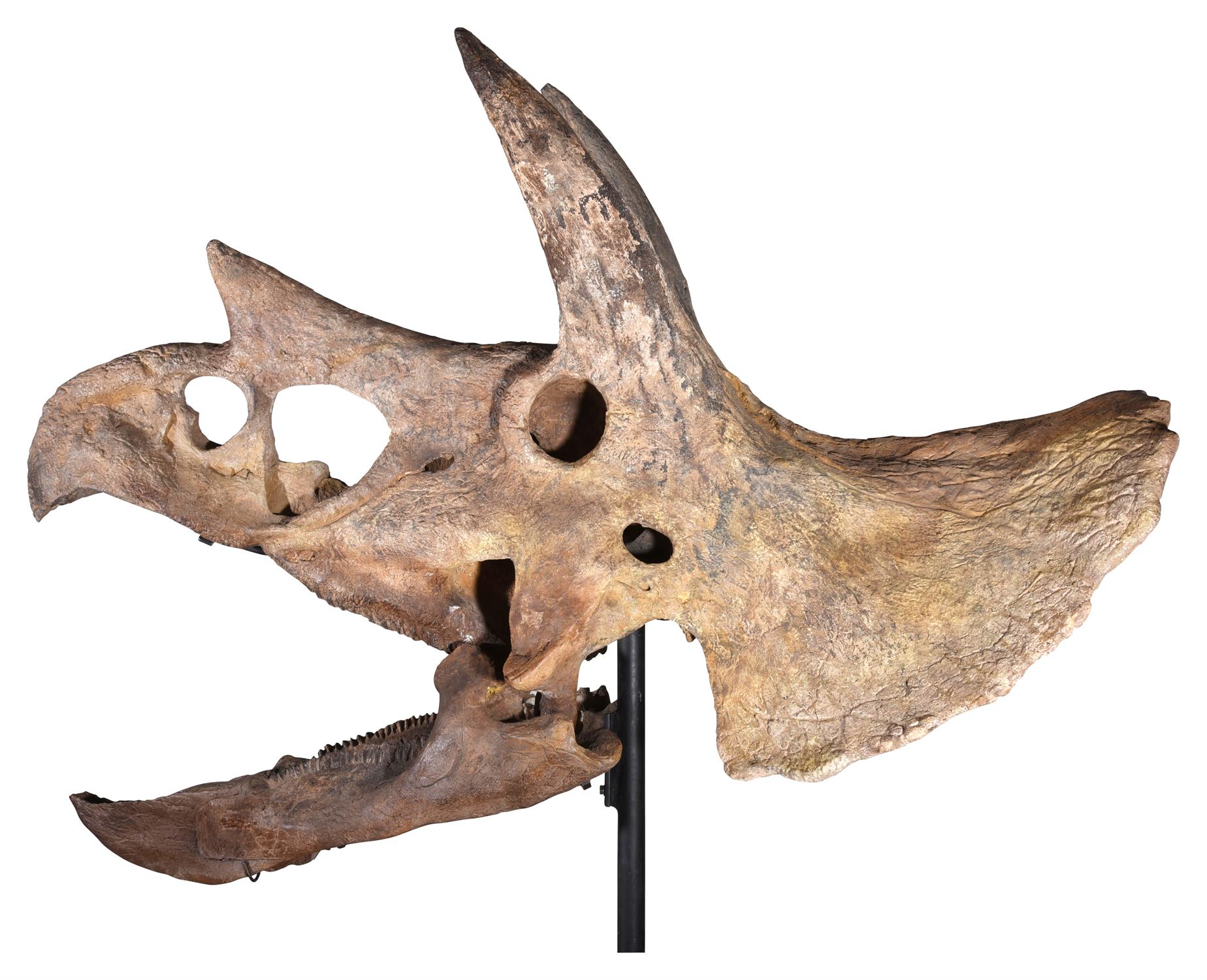 THE SKULL OF A TRICERATOPS, HELL CREEK FORMATION - Image 10 of 12